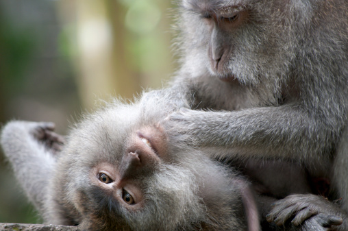 Two wild long-tailed macaques in the Sacred Monkey Forest, Ubud, Bali in Indonesia.