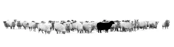 One black sheep standing in the middle of a flock of white sheep