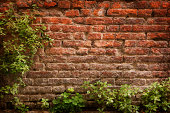 Green Plants Framing Old Brick Wall