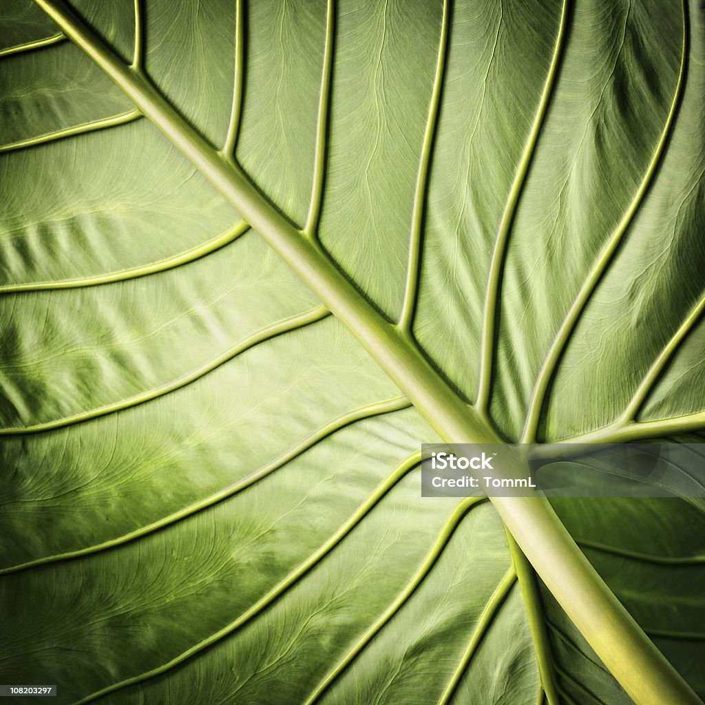 leaf vein macro shot of leaf veins on a tropical plant Close-up Stock Photo