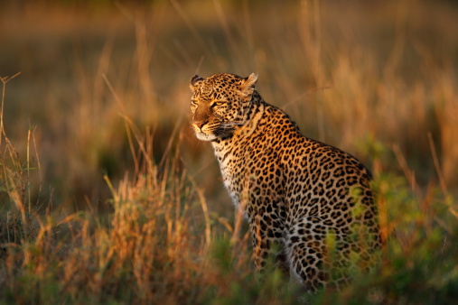 Side profile of a leopard in long grass