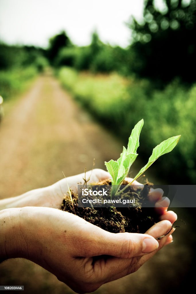 Person Holding Setzling der Pflanze auf der Farm - Lizenzfrei Green Fingers - englische Redewendung Stock-Foto