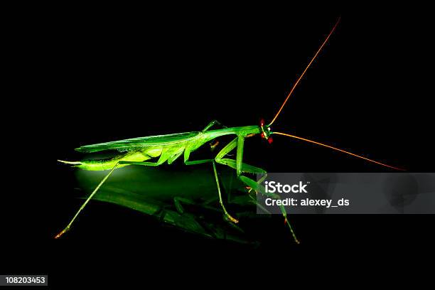 Mantis Religiosa 0명에 대한 스톡 사진 및 기타 이미지 - 0명, 검정색 배경, 겁먹은