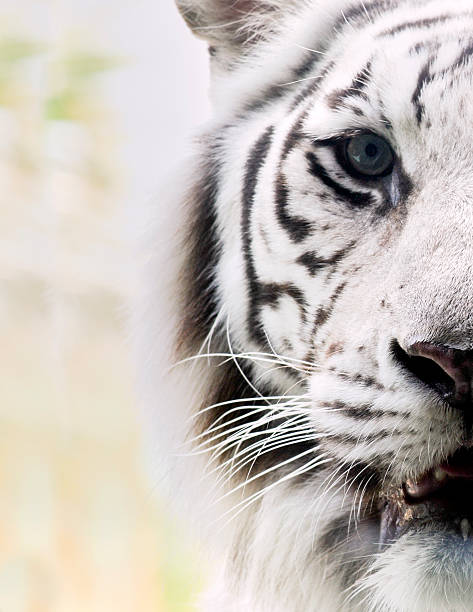 Portrait du Tigre du Bengale blanc - Photo