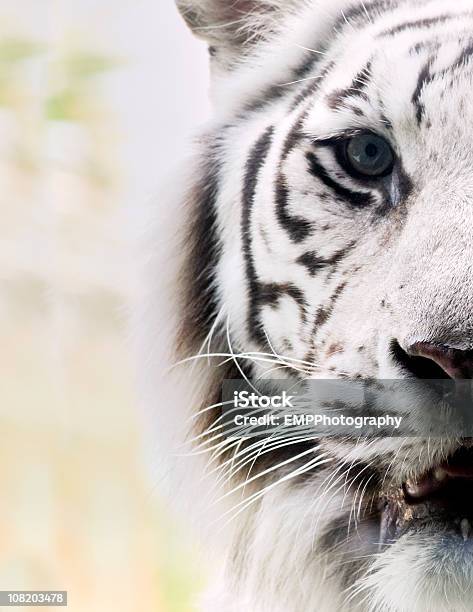 Bengal Tiger のポートレート白 - ホワイトタイガーのストックフォトや画像を多数ご用意 - ホワイトタイガー, 絶滅危惧種, トラ
