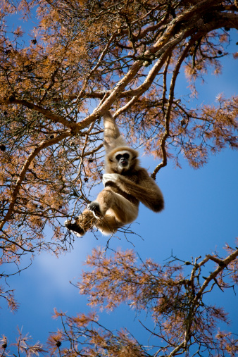 Wild Red-Shanked Douc Langur in the tropical paradise of Da Nang, Vietnam in Southeast Asia.