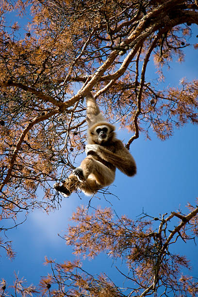 white-handed gibbon (hylobates lar) - ağaç lar stok fotoğraflar ve resimler