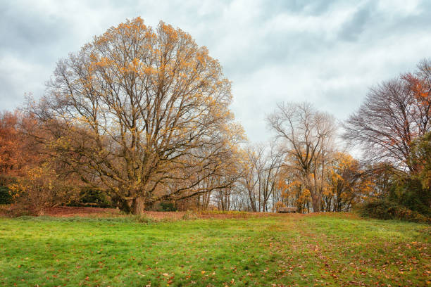 istock Bank in het park in herfstkleuren 1082036170
