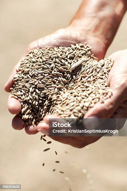 人の穀物 - 飢饉のストックフォトや画像を多数ご用意 - 飢饉, 小麦, 1人