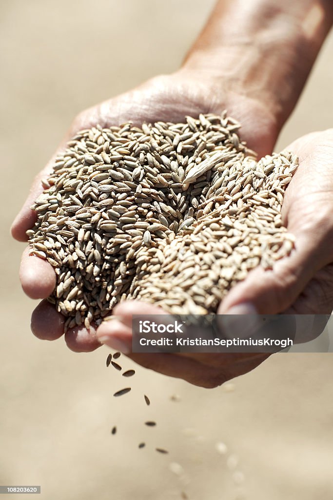 Punhado de grãos - Foto de stock de Fome extrema royalty-free
