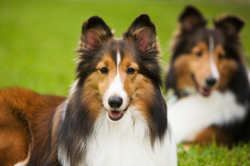 Close up portrait of young Australian Shepherd dog of brown color with white chest and stripe on head. Happy puppy aussie red tricolor sits in grass in summer, top view.