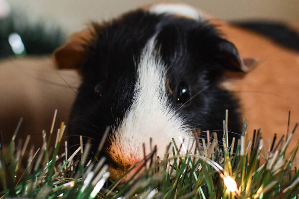 istock Cute guinea pig close-up with christmas decorations 1082038072