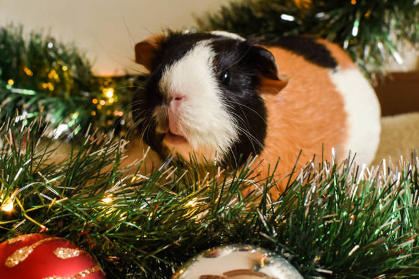 Curious guinea pig with christmas ambiance