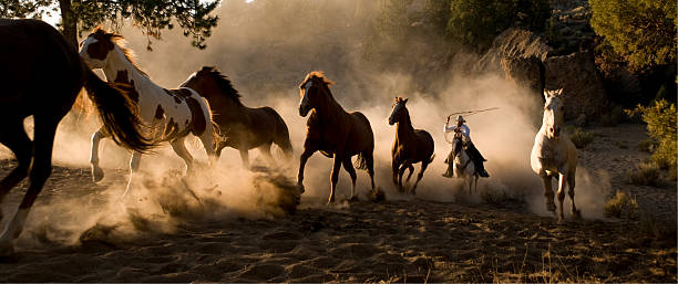 Wild Horses Being Chases by Cowboy with Lasso stock photo