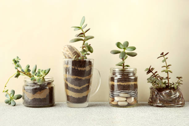 istock Succulent seedlings in glass jars isolated on white background. 1082039176