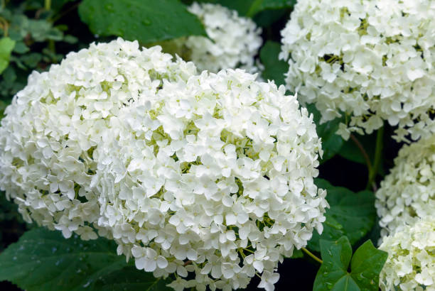 istock White Hydrangea flower in the garden 1082040414