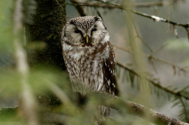 istock Boreal Owl or Tengmalm's Owl (Aegolius funereus) 1082041060