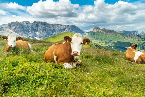 Photo of Cows on green meadow in alpine valley