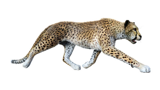 istock 3D illustration big cat cheetah on white 1082041578