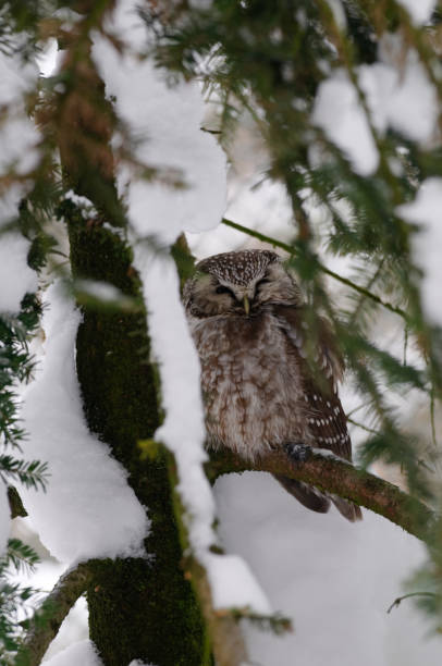 istock Boreal Owl or Tengmalm's Owl (Aegolius funereus) 1082041626