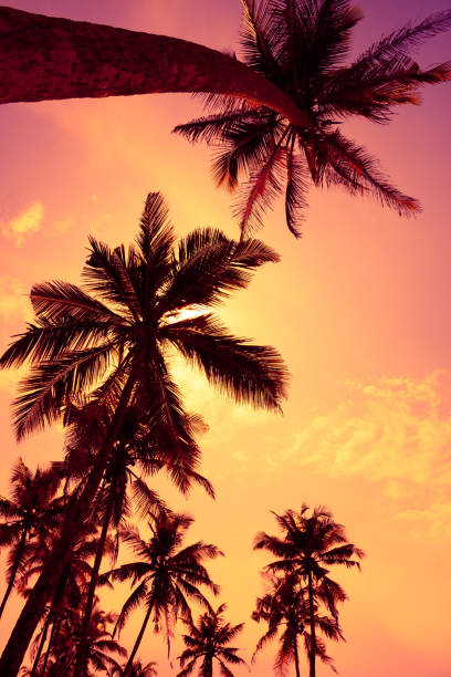istock Tropical sunset vivid sky and palm trees 1082041966