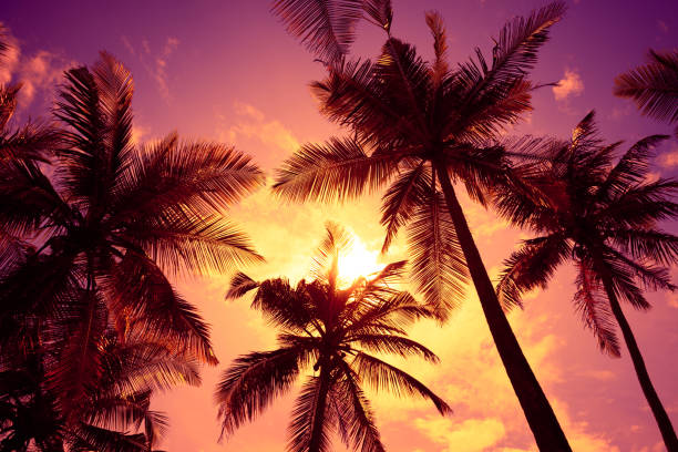 istock Tropical sunset beach vivid sky and palm trees 1082043318