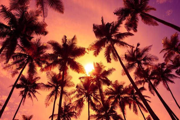 istock Tropical sunset coconut palm trees silhouettes 1082043512