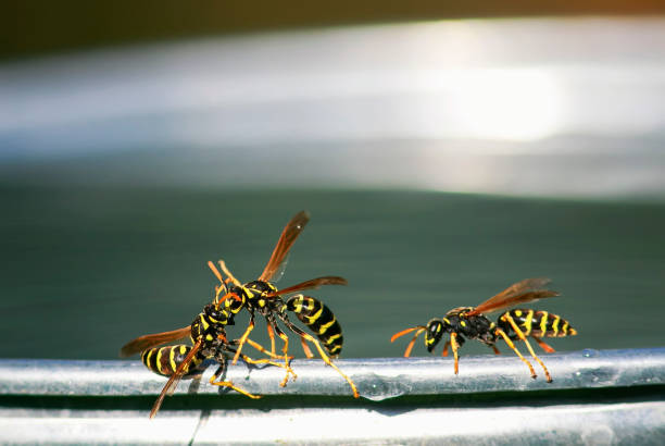 vespa insetti pericolosi volato per l'acqua su un secchio di metallo in giardino e con la lotta - emotional stress water surface water insect foto e immagini stock