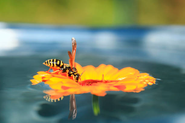 vespa a strisce di insetti atterrato sul fiore nel giardino galleggiante sull'acqua e bere da esso - emotional stress water surface water insect foto e immagini stock