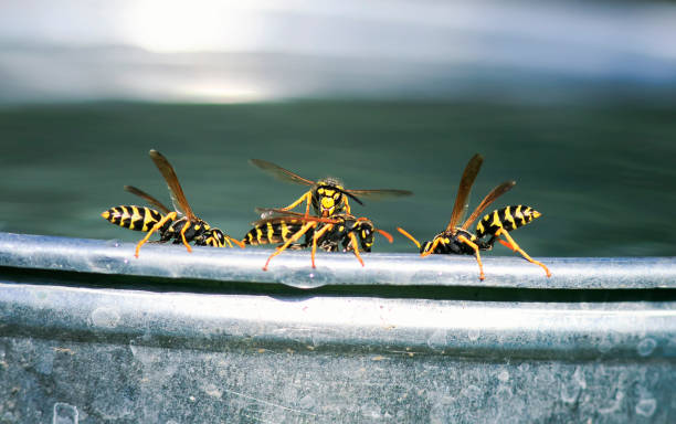 vespa insetti pericolosi volato per l'acqua su un secchio di metallo in giardino e con la lotta - emotional stress water surface water insect foto e immagini stock