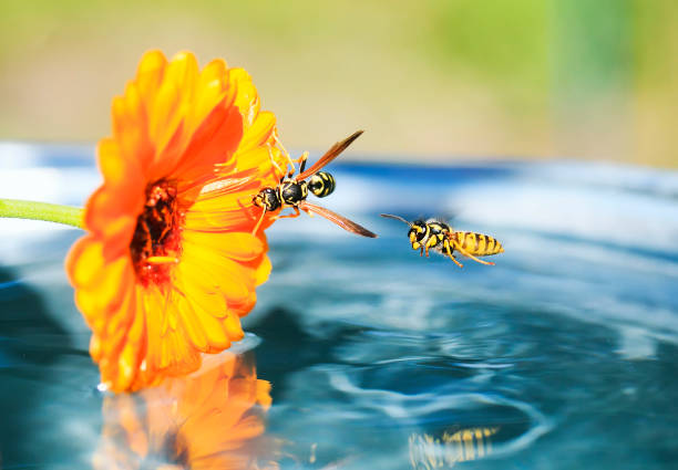 insetti vespa a strisce volato al fiore nel giardino galleggiante sull'acqua e bere con lui - emotional stress water surface water insect foto e immagini stock