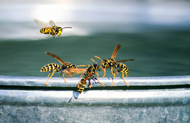 vespa insetti pericolosi volato per l'acqua su un secchio di metallo in giardino e con la lotta - emotional stress water surface water insect foto e immagini stock
