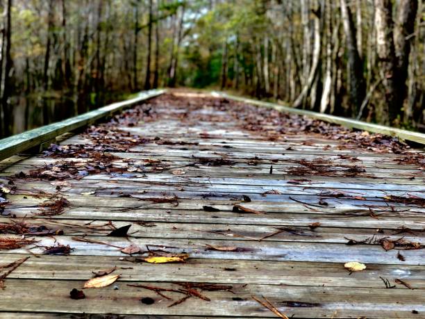 istock Wetlands and bridges 1082049038