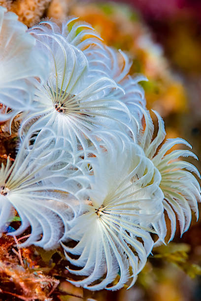 Beautiful congregation of white Feather Duster Worms in a tropical reef with beautiful blurred out colors on the background.