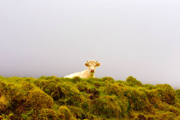 istock Azores, Pico Island Cow, Stormy Sky 1082052264