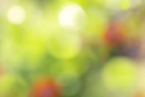 Abstract summer nature background with blurred defocused bokeh and beautiful colors. Horizontal composition.