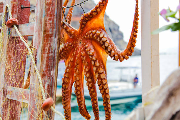 istock Mediterranean Octopus in Santorini island, Greece 1082058616