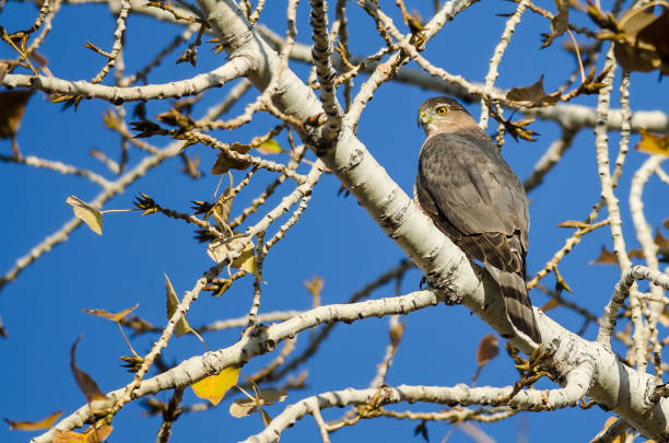istock Sharp Shinned Hawk Perched High in the Bare Limbs of the Autumn Tree 1082058706