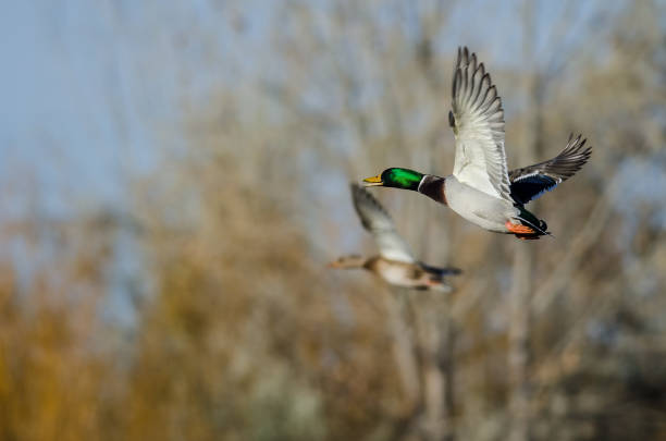 istock Mallard Ducks flying Low Over the Autumn Trees 1082058718