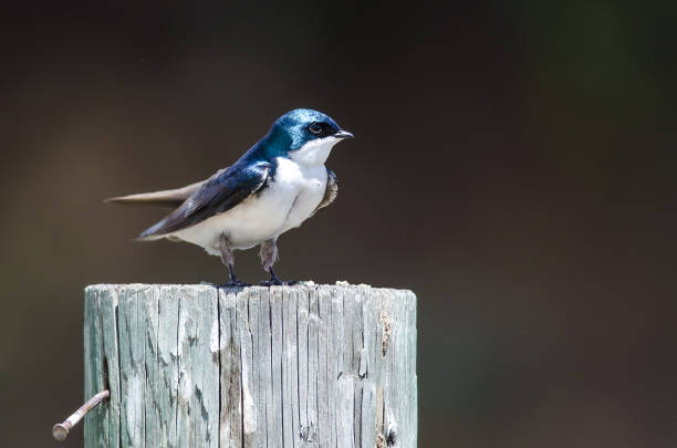 istock Spunky Little Tree Swallow Perched atop a Weathered Wooden Post 1082058776