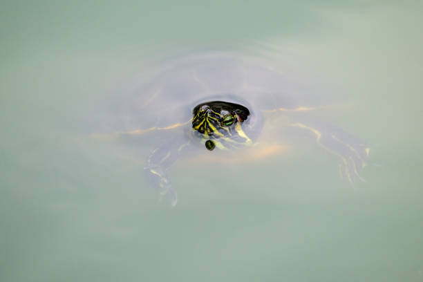 istock High Angle View Of Turtle Swimming In Lake 1082061222