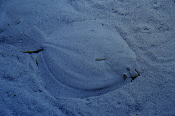 istock Full Frame Shot Of Dead Fish On Sand 1082062532