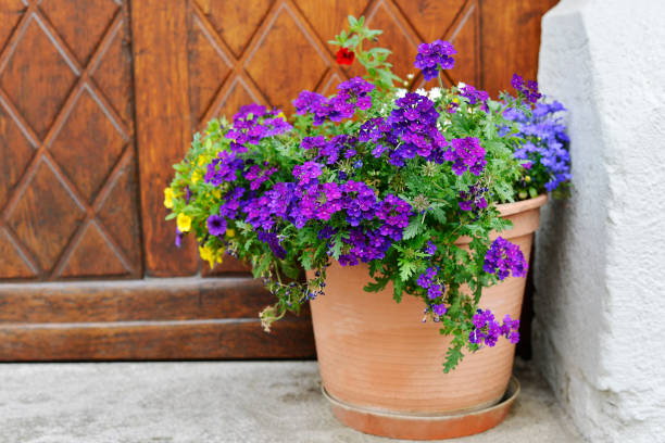 istock The flowers in clay pot 1082064472