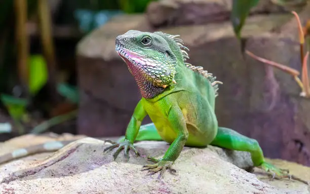Chinese water dragon, also known as a Thai or Asian dragon