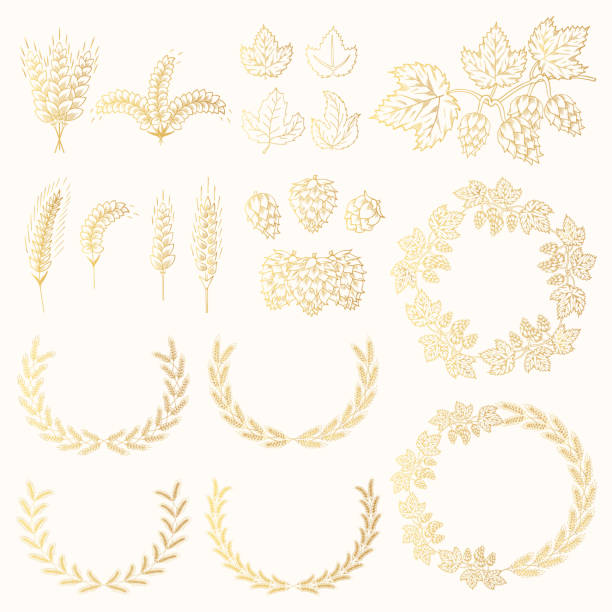 Set of golden award laurel wreath with barley, malt, rye, wheat ears, hop cone and leaves for label design. Winner beer frames. Vector isolated illustration. Set of golden award laurel wreath with barley, malt, rye, wheat ears, hop cone and leaves for label design. Winner beer frames. Vector isolated illustration. hops crop illustrations stock illustrations