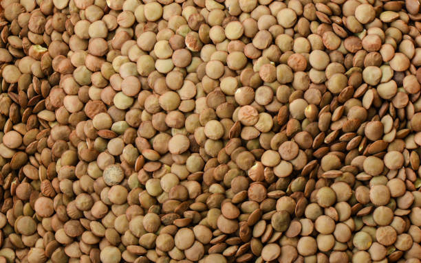 istock Canadian lentils green large as a background 1082073980