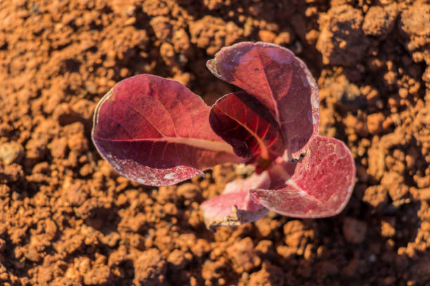 aerial view red baby leaf  lettuce in the field, top view, lettuce cultivation, red leaves