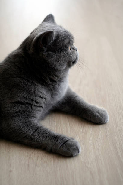 istock Close-up of a exotic shorthair cat 1082075704