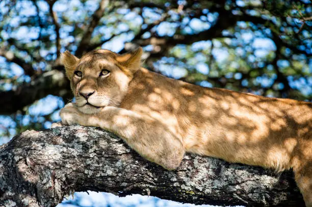 Lion cub resting on top of tree, Serengeti Reserve, Tanzania