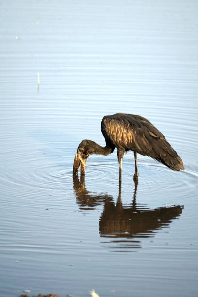 African openbill stork feeding African openbill stork (Anastomus lamelligerus) feeding in a pond in Chobe National Park, Botswana african openbill anastomus lamelligerus stock pictures, royalty-free photos & images